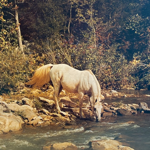 Vintage 80’s WHITE ARABIAN STALLION JIGSAW PUZZLE, SPRINGBOK, 1000 PIECES. - Picture 6 of 14